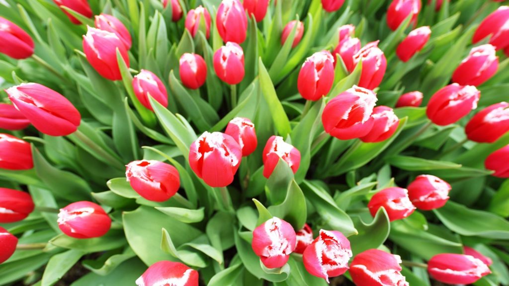 fullhd-hatterkep-tulipanok-11546232