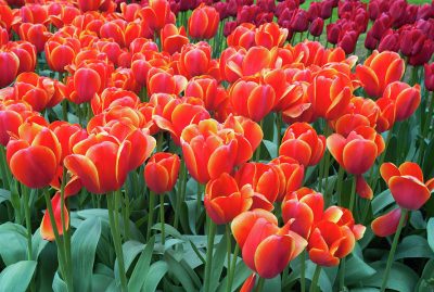 red-orange-tulipa-ad-rem-jenny-rainbow
