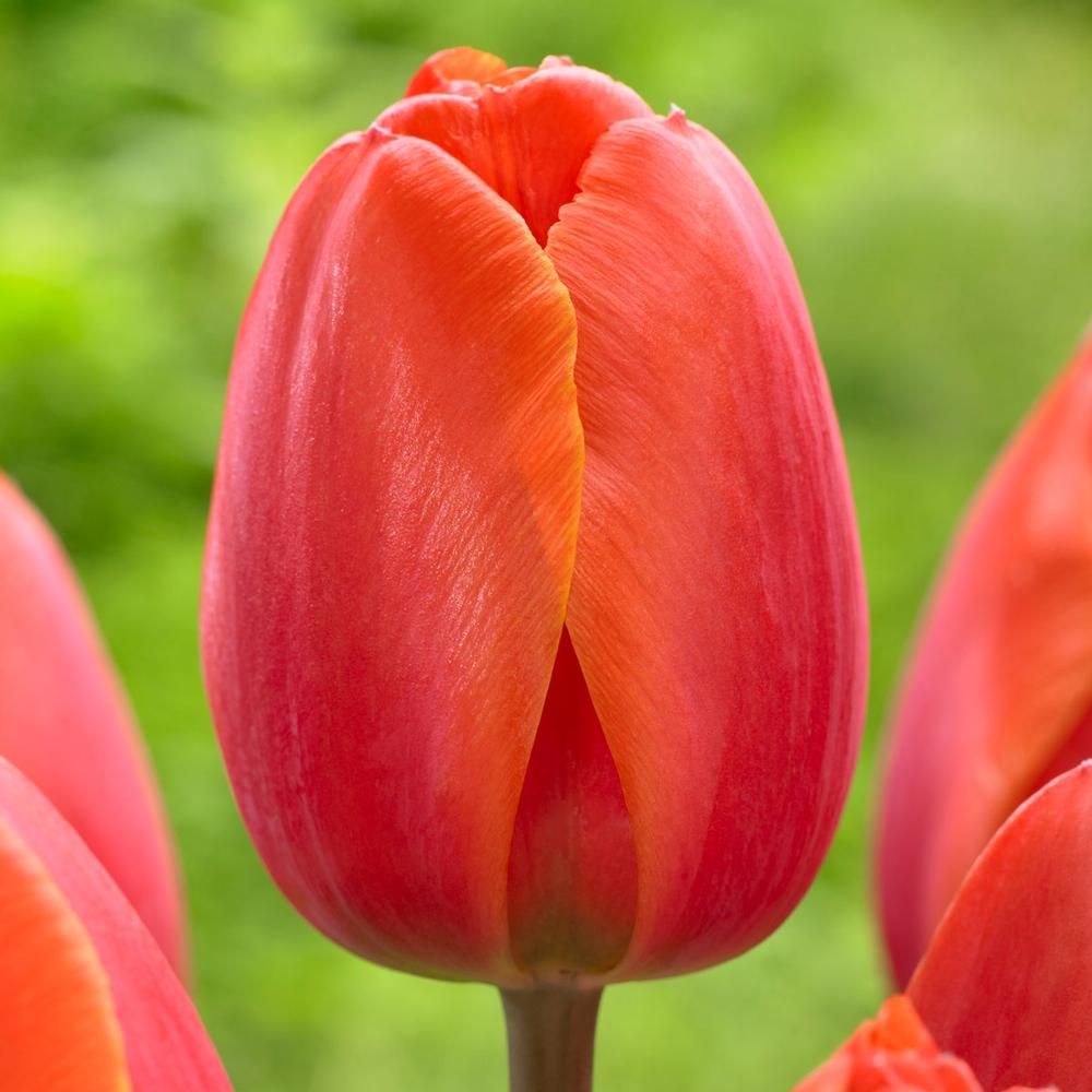 Ízelítő tulipán kínálatunkból
