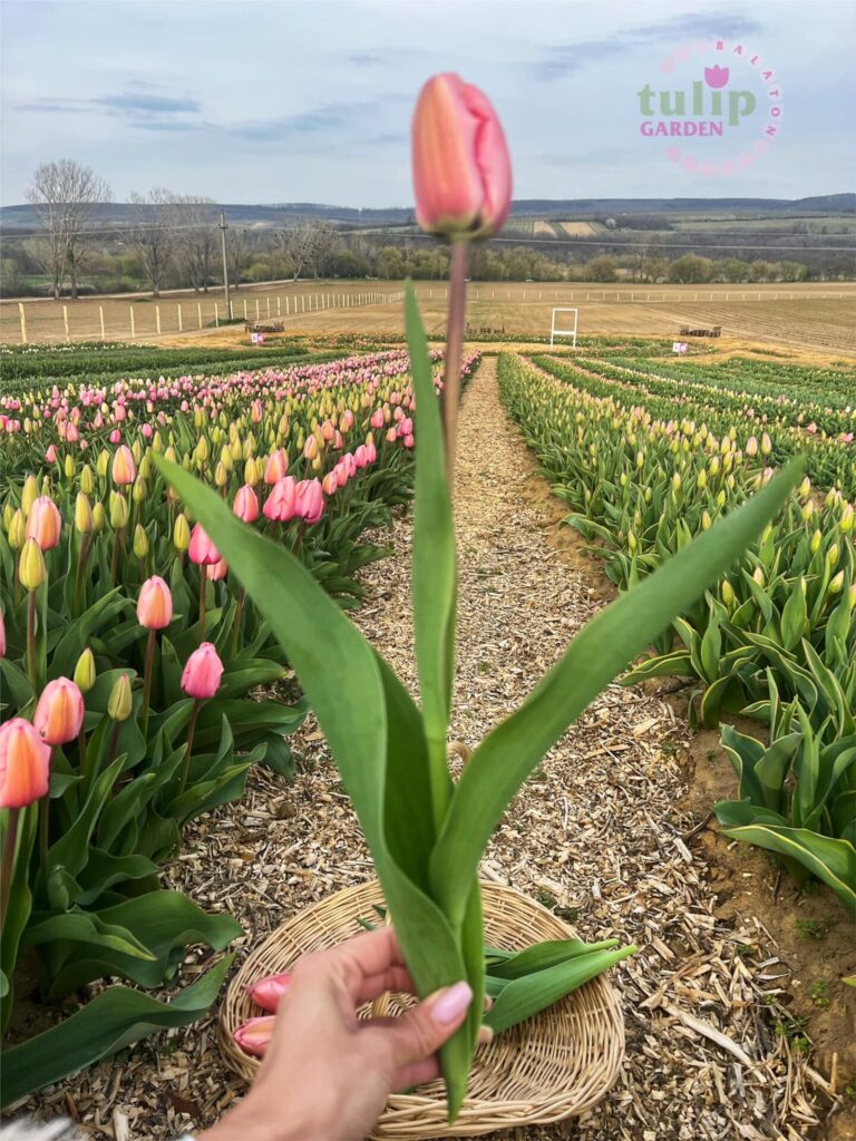 Főoldal 339910162_543677294495959_8122374943712146715_n