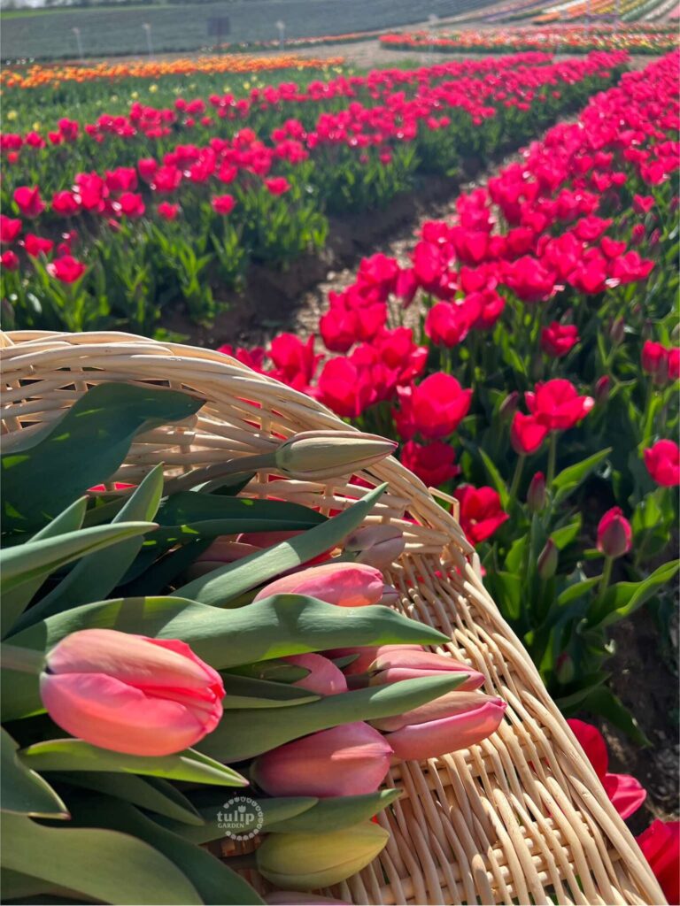 Főoldal 471676376_1019318243544445_1483897895134632068_n