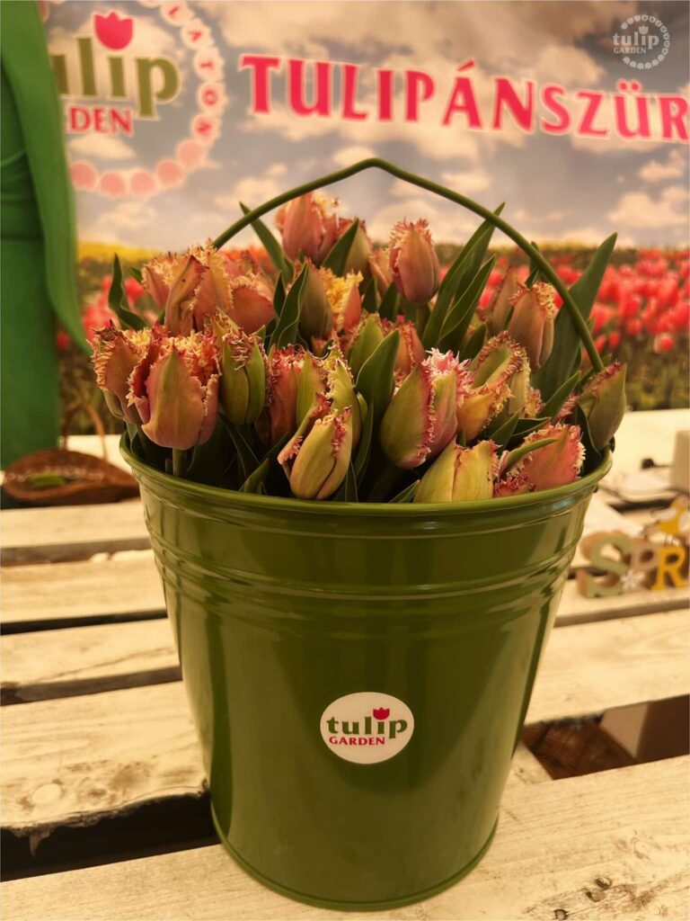 Főoldal 471999316 1019318170211119 3401184308834890103 n.jpg