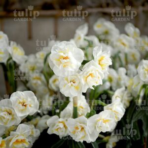 bridalcrown narcisz