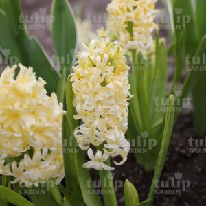 cityofhaarlem jacint