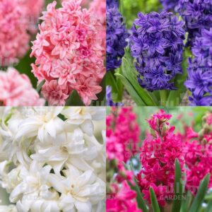 doublehyacinthmix
