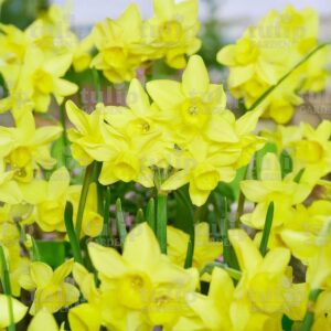 goldenbouquet narcisz