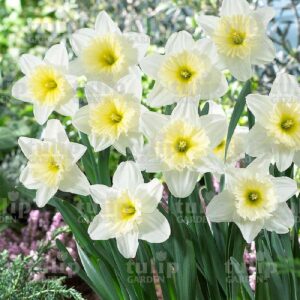 icefollies narcisz