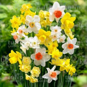 pickingfordenmix narcisz