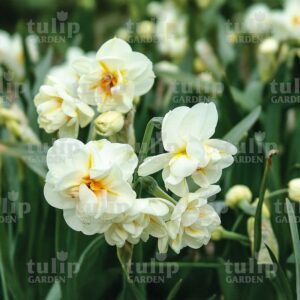 sirwinstonchurchill narcisz