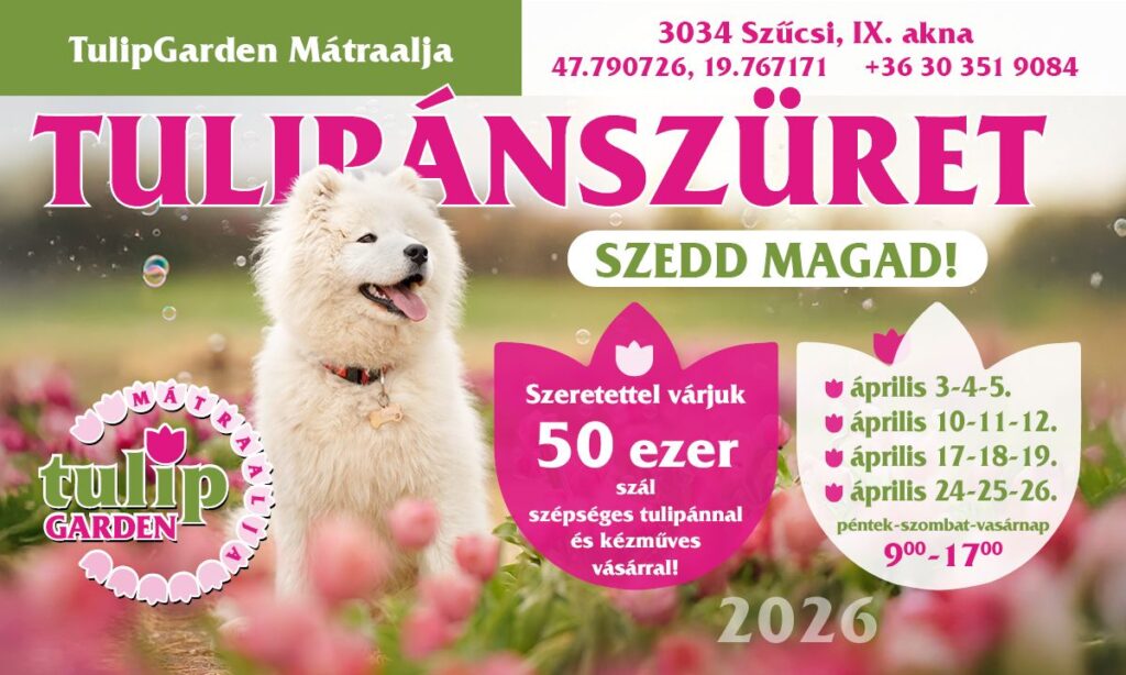 tg2026 tulipanszuret matraalja24