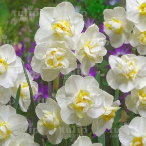 whitecheerfulness narcisz