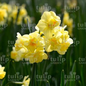 yellowcheerfulness narcisz