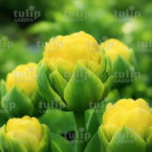 Double Beauty of Apeldoorn