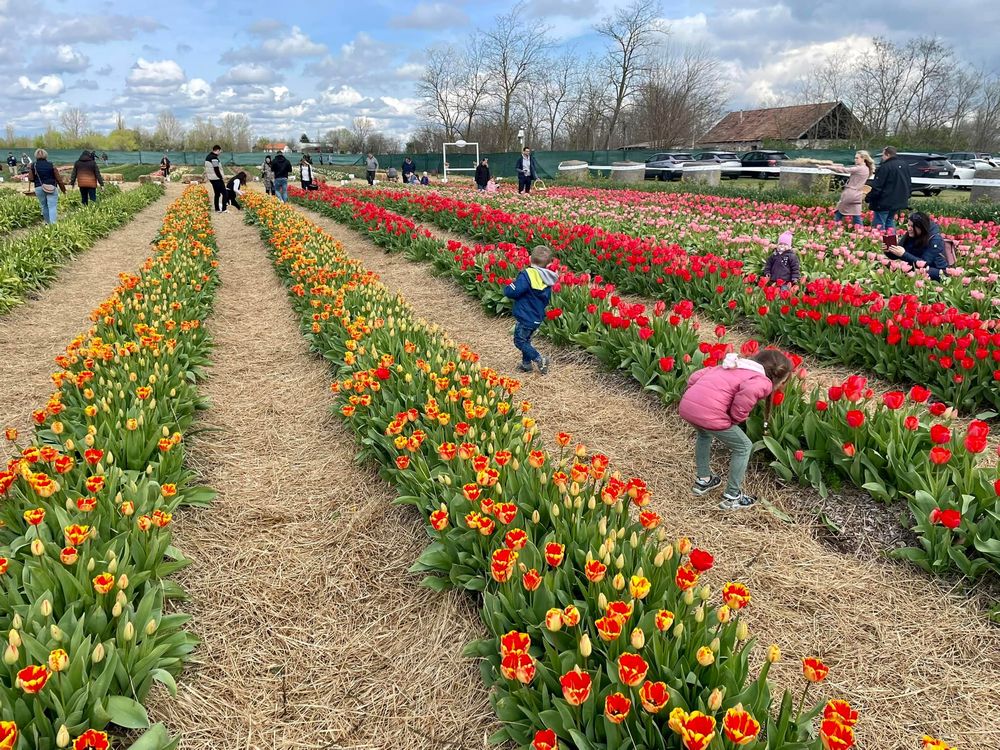 Búcsú a Tulipánoskerttől — új kalandok várnak! tg morahalom08