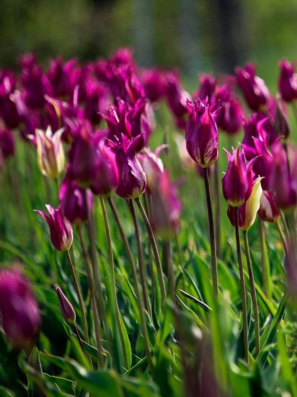 TulipGarden Csákvár tgcsakvar 2025 1hely evelin klaudia1