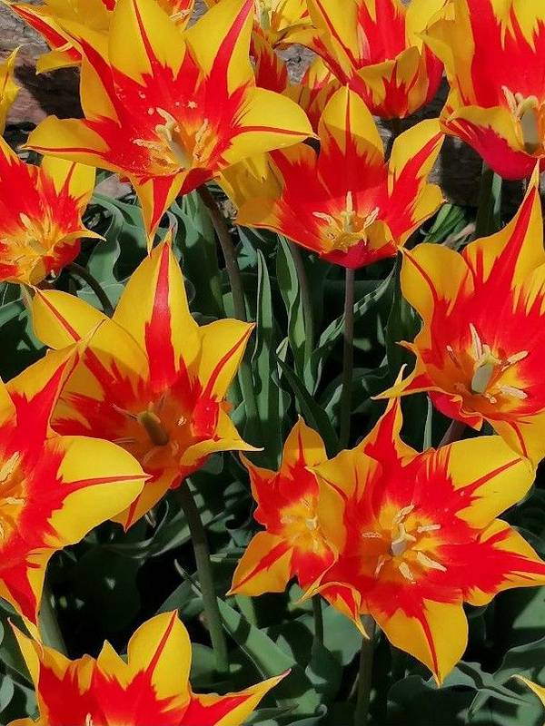 TulipGarden Csákvár tgcsakvar 2025 2hely buraiica1