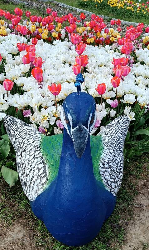 TulipGarden Csákvár tgcsakvar 2025 3hely kareszestimi