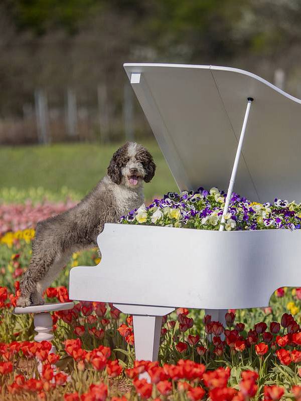 TulipGarden Csákvár tgcsakvar flor75901