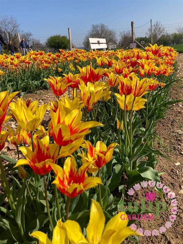 TulipGarden Csákvár tgcsakvar thrd8360