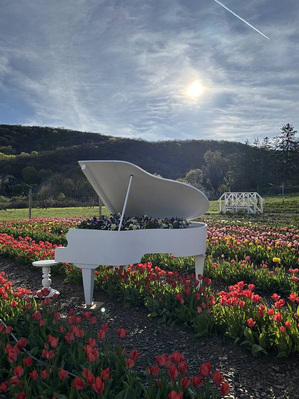 TulipGarden Csákvár tgcsakvar zongora