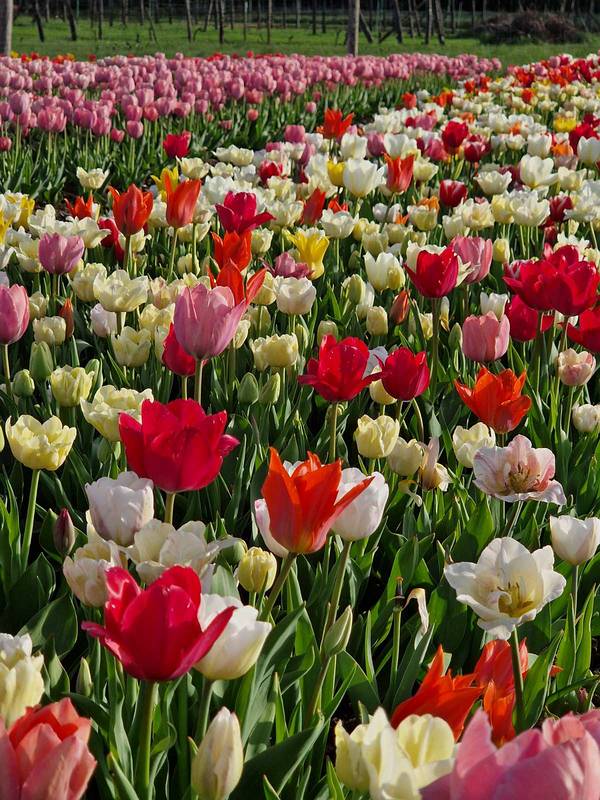 TulipGarden Csákvár tgcsakvar szeles sor
