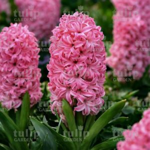 Pink Pearl