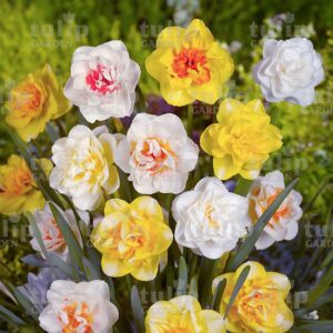 Dobbelt Mischung Narcissus