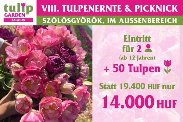 csomagajanlat2026 de50 800