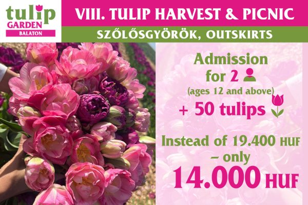 csomagajanlat2026 en50